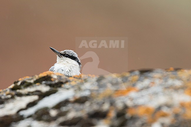 Eastern Rock Nuthatch - Klippenkleiber - Sitta tephronota ssp. tephronota, Kyrgyzstan, adult stock-image by Agami/Ralph Martin,