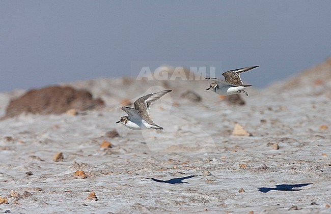 Adult Kentish Plover (Charadrius alexandrinus) flying away during autumn at the coast of Andalusia in southern Spain. Probable first-winter on the right. stock-image by Agami/Marc Guyt,