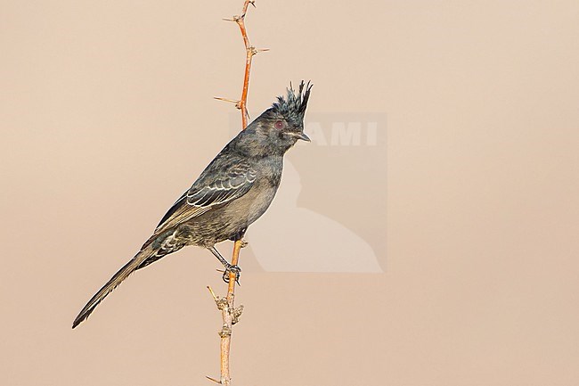 Immature male
San Diego Co., CA
January 2022 stock-image by Agami/Brian E Small,