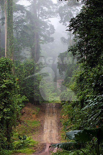 Danum Valley Borneo stock-image by Agami/Roy de Haas,