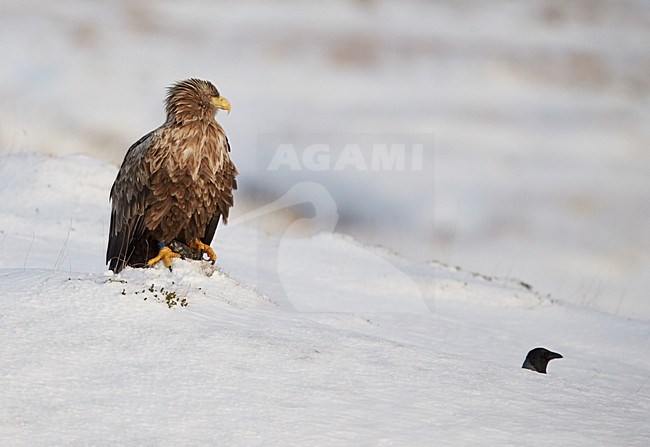 Zeearend adult zittend in de sneeuw; White-tailed Eagle adult perched in the snow stock-image by Agami/Markus Varesvuo,