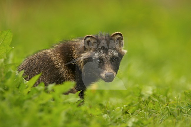 Wasbeerhond, Raccoon dog stock-image by Agami/Danny Green,