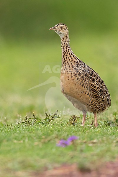 Spotted Nothura (Nothura maculosa) feeding in grassland  in Argentina stock-image by Agami/Dubi Shapiro,