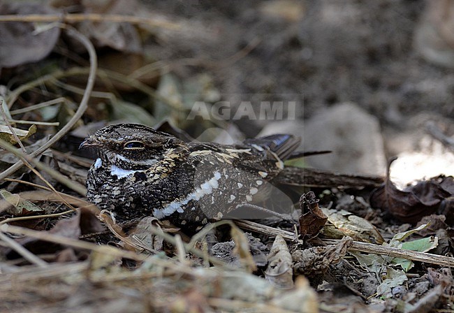 Slender-tailed Nightjar (Caprimulgus clarus) in Ethiopia. stock-image by Agami/Laurens Steijn,