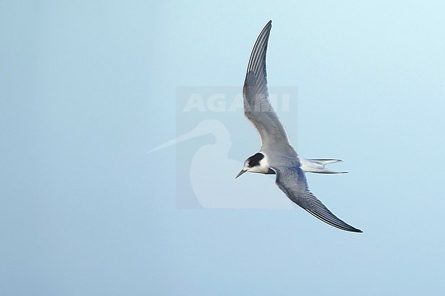 1st summer Arctic Tern (Sterna paradisaea) in flight over Seward Peninsula, Alaska, United States.
June 2018. stock-image by Agami/Brian E Small,