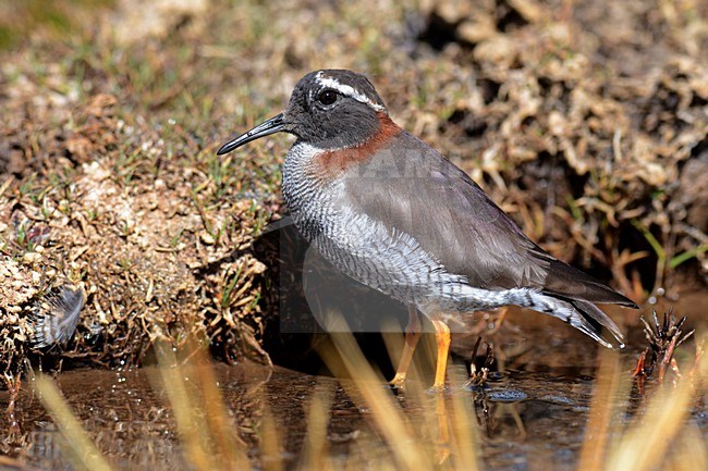  stock-image by Agami/Laurens Steijn,