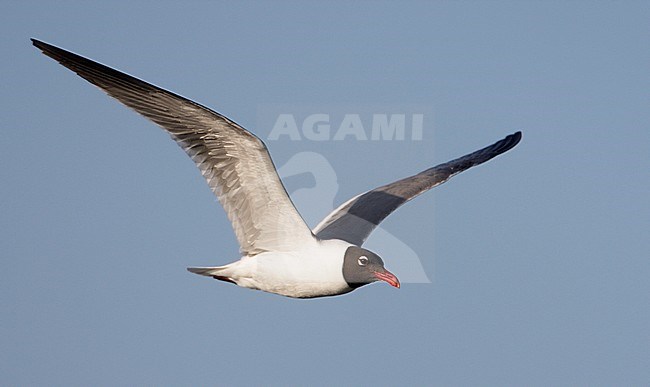 Volwassen zomerkleed Lachmeeuw, Adult summer Laughing Gull stock-image by Agami/Mike Danzenbaker,