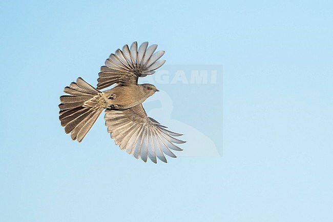 Adult female
San Diego Co., CA
January 2022 stock-image by Agami/Brian E Small,