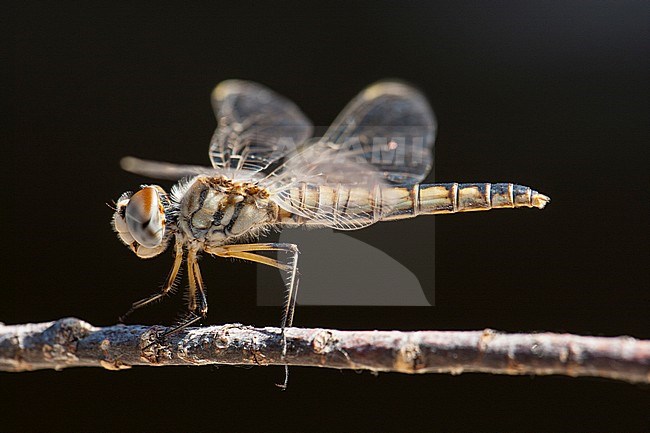 Vrouwtje Windvaantje, Female Selysiothemis nigra stock-image by Agami/Wil Leurs,