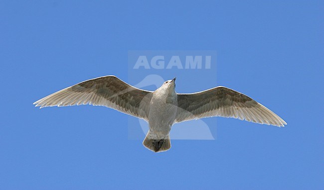 Onvolwassen Beringmeeuw vliegend tegen blauwe lucht; Immature Glaucous-winged Gull flying against blue sky stock-image by Agami/Pete Morris,