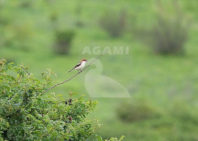 Eastern subspecies of  Woodchat Shrike (Lanius senator niloticus) perched on top of a green bush in rural Georgia. stock-image by Agami/Dani Lopez-Velasco,