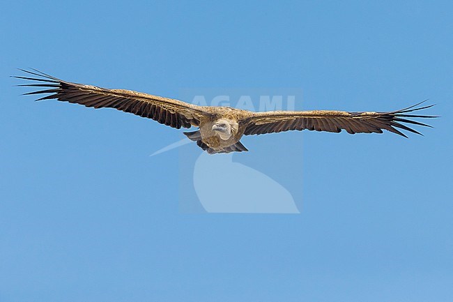 Vale Gier; Griffon Vulture; Gyps fulvus stock-image by Agami/Daniele Occhiato,