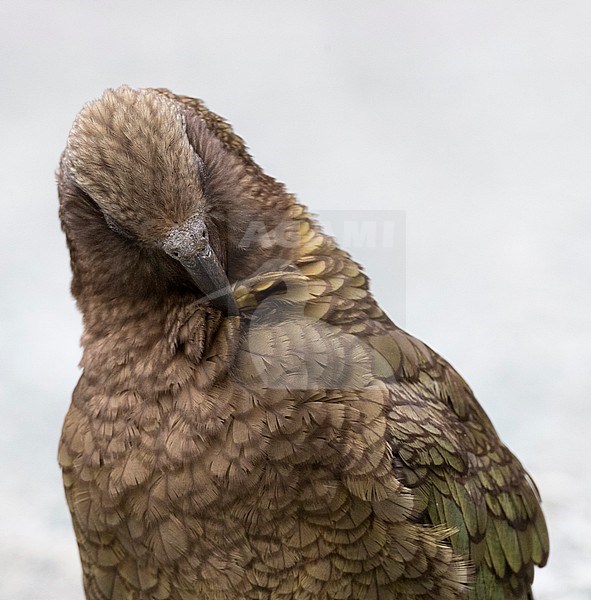 Endangered Kea (Nestor notabilis), preening at the Homer Tunnel, South Island, New Zealand stock-image by Agami/Marc Guyt,