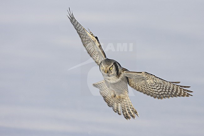 Sperweruil jagend laag over besneeuwde grond; Northern Hawk-Owl hunting low over snowy ground stock-image by Agami/Jari Peltomäki,