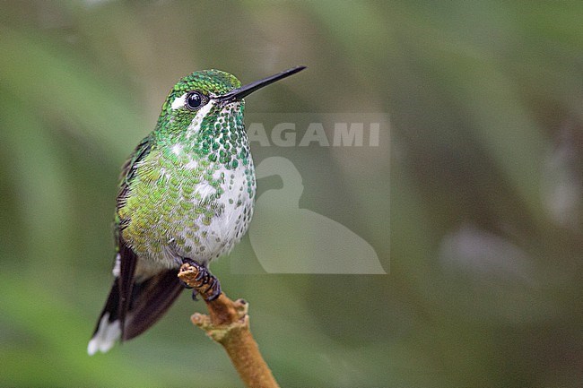 A female Purple-bibbed Whitetip (Urosticte benjamini) at ProAves Tangaras Reserve, El Carmen de Atrato, Choco, Colombia. stock-image by Agami/Tom Friedel,