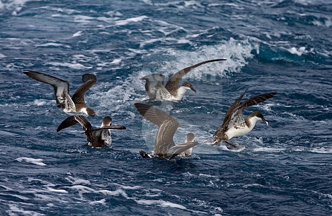 Grote Pijlstormvogel op volle zee; Great Shearwater out at sea stock-image by Agami/Marc Guyt,