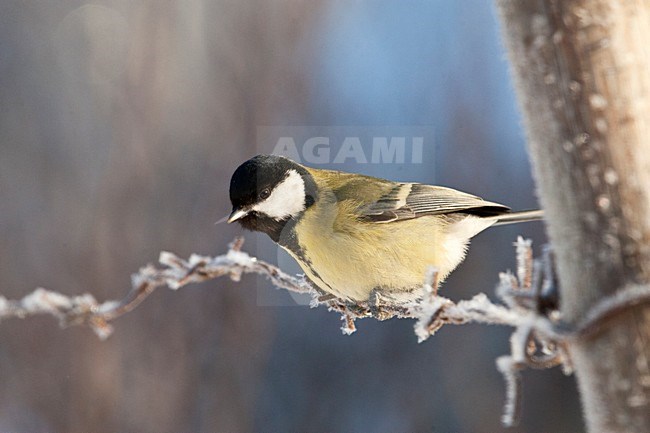 Koolmees zittend op een berijpte hek; Great Tit perched on iced wire stock-image by Agami/Marc Guyt,