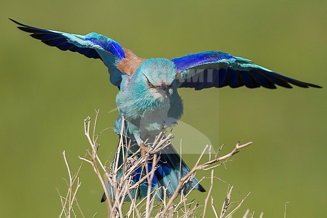 European Roller - Blauracke - Coracias garrulus ssp. semenowi, Kazakhstan, adult stock-image by Agami/Ralph Martin,