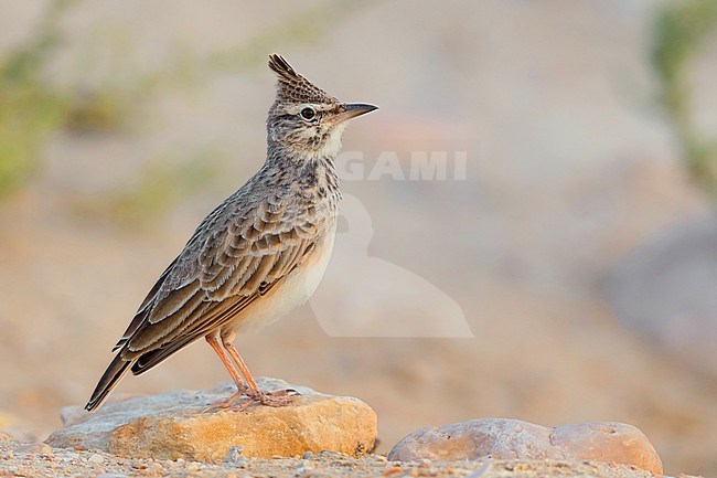 Crested Lark, Adult standing on the sand, Salalah, Dhofar, Oman stock-image by Agami/Saverio Gatto,