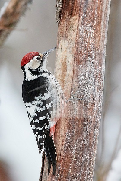 White-backed Woodpecker (Dendrocopus leucotos) wintering in Oulu in northern Finland during a cold winter. Foraging on a bark of a tree. Seen on the back. stock-image by Agami/Markus Varesvuo,