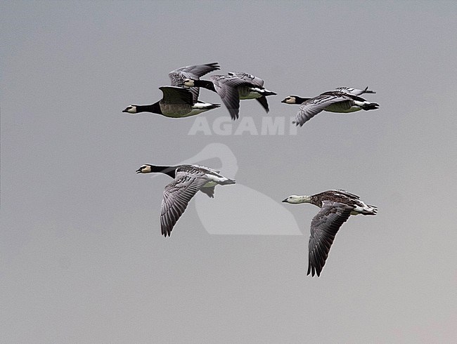 Snow Goose x Barnacle Goose (Anser caerulescens x Branta leucopsis) flying together with Barnacle Geese in The Netherlands stock-image by Agami/Edwin Winkel,