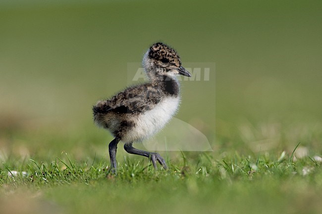 Kievit jong; Northern Lapwing young stock-image by Agami/Marc Guyt,