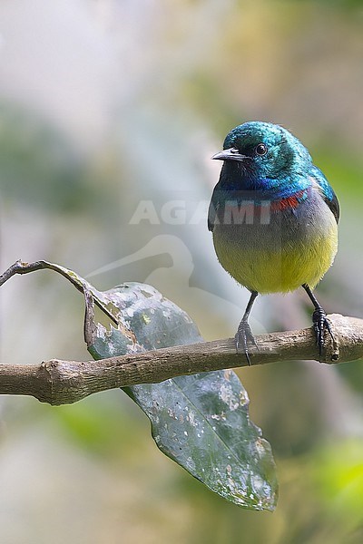 Violet-tailed Sunbird (Anthreptes aurantius ) or Gallardy Sunbird in Tanzania. stock-image by Agami/Dubi Shapiro,