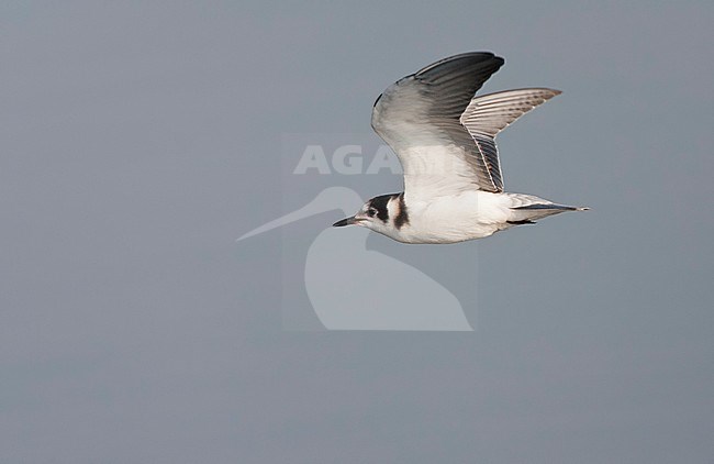 Juvenile Black Tern (Chlidonias niger) in flight, showing under wing. stock-image by Agami/Marc Guyt,