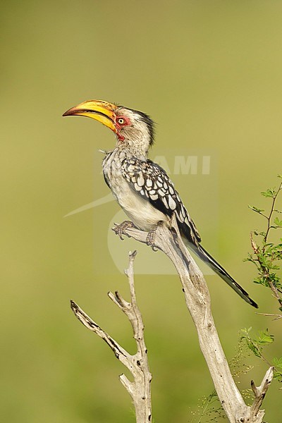 Geelsnaveltok zittend op tak, Southern Yellow-Billed Hornbill sitting on branch, stock-image by Agami/Walter Soestbergen,