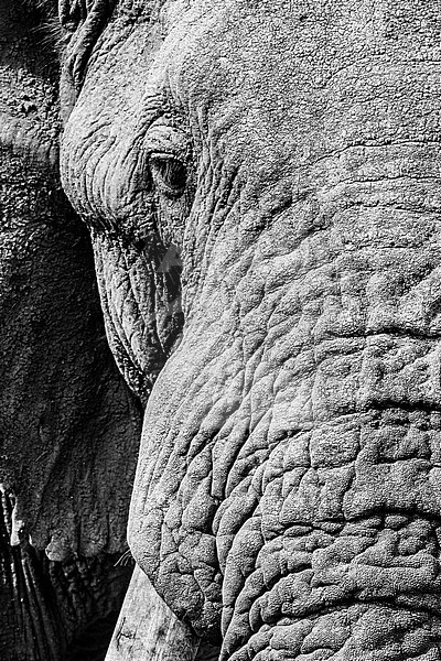 African Elephant (Loxodonta africana) portrait at Kruger National Park in summer stock-image by Agami/Caroline Piek,