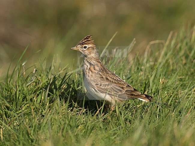 Veldleeuwerik zittend in een weiland, Eurasian Skylark perched in meadow stock-image by Agami/Hans Gebuis,