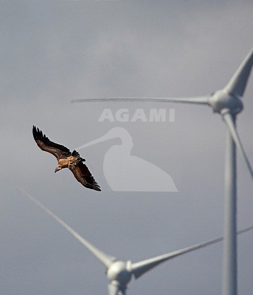 Vale Gier, Griffon Vulture stock-image by Agami/Markus Varesvuo,