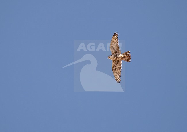 Saker Falcon (Falco cherrug milvipes). An adult bird flying against blue sky close to its nest. This endangered species is still quite common in Mongolia, where it has been selected as a national bird. stock-image by Agami/Kari Eischer,