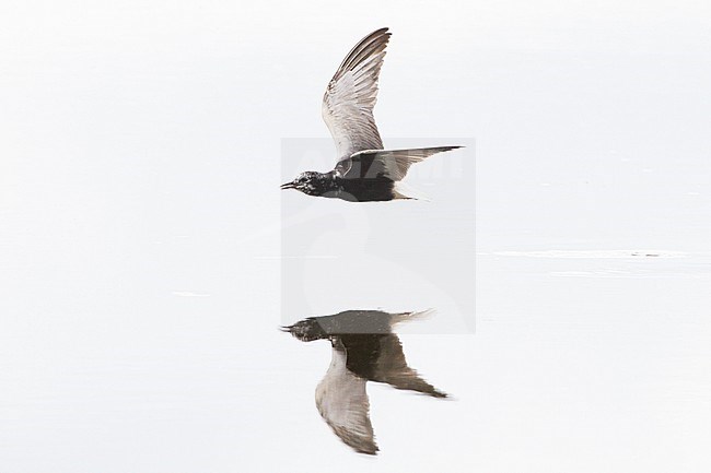 Witvleugelstern vliegend; White-winged Black Tern flying stock-image by Agami/Menno van Duijn,
