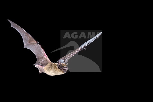 Laatvlieger in de vlucht; Serotine Bat in flight stock-image by Agami/Theo Douma,