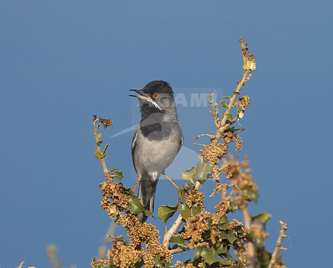 RÃ¼ppells Warbler male singing; RÃ¼ppells Grasmus man zingend stock-image by Agami/Marc Guyt,