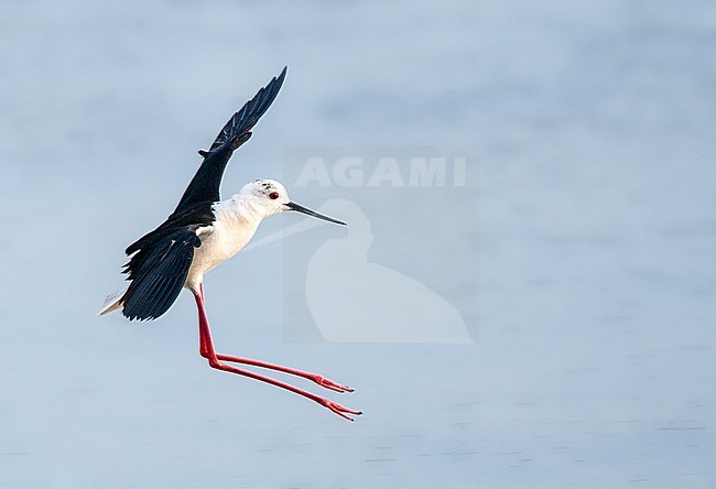 Black-winged Stilt (Himantopus himantopus) landing in the Skala Kalloni Salt Pans, on the island of Lesvos, Greece stock-image by Agami/Marc Guyt,