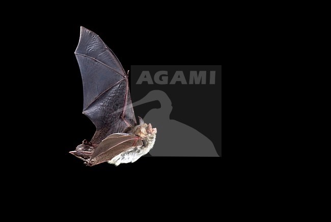 Franjestaart in de vlucht; Natterer\'s Bat in flight stock-image by Agami/Theo Douma,