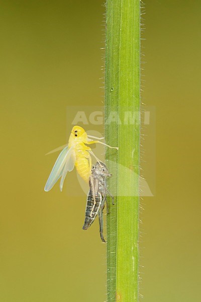 uitsluipende Groene cicade; emerging Green leafhopper; stock-image by Agami/Walter Soestbergen,