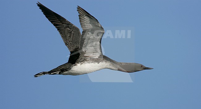 Vliegende Roodkeelduiker in zomerkleed; Flying Red-throated Loon in summer plumage stock-image by Agami/Menno van Duijn,