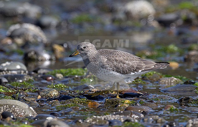 Juvenile Surfbird (Calidris virgata) on beach along the coast of Alaska stock-image by Agami/Edwin Winkel,