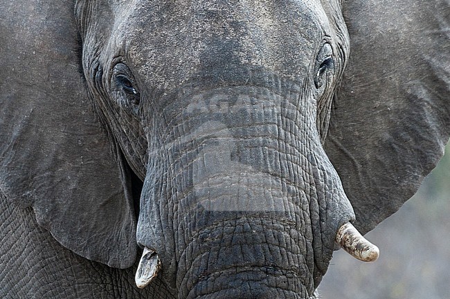 African Elephant (Loxodonta africana) portrait at Kruger National Park stock-image by Agami/Caroline Piek,