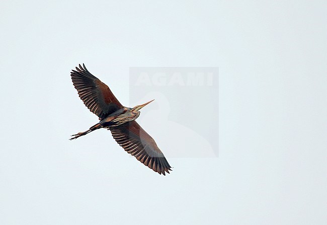 Purple Heron (Ardea purpurea) migrating over inland site in the Netherlands. Seen from below. stock-image by Agami/Ran Schols,