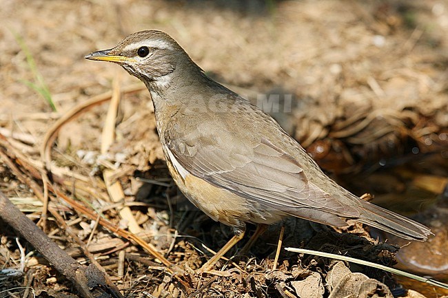 Female Eyebrowed Thrush (Turdus obscurus) photographed on 12/05/2009 on Heuksan do island, South Korea. stock-image by Agami/Aurélien Audevard,