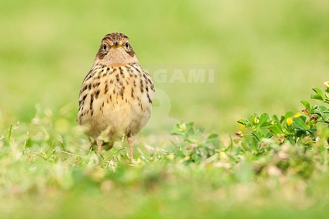 Adult Red-throated Pipit (Anthus cervinus) during spring migration in Eilat, Israel stock-image by Agami/Marc Guyt,