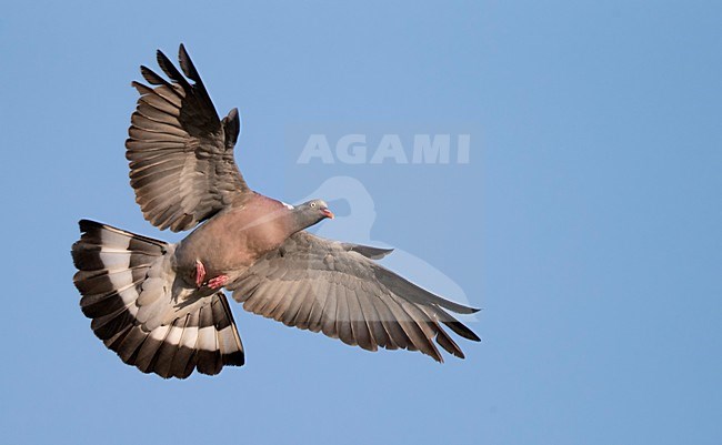 Houtduif in vlucht, Common Wood Pigeon in flight stock-image by Agami/Markus Varesvuo,