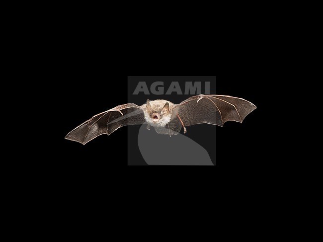 Natterer's bat flying in the night stock-image by Agami/Theo Douma,