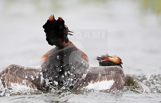 Kuifduiker vechtend; Horned Grebe fighting stock-image by Agami/Markus Varesvuo,