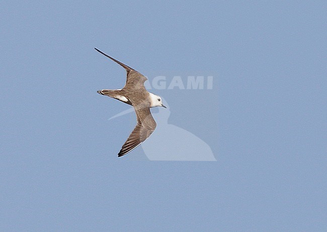 Adult mannetje Steppeplevier in vlucht, Breeding male Oriental Plover in flight stock-image by Agami/Mike Danzenbaker,