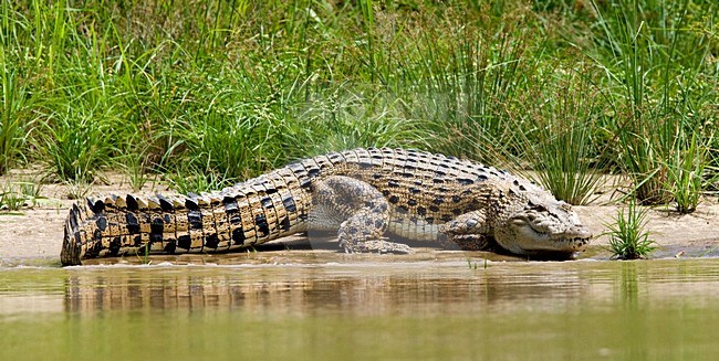 Zoutwaterkrokodil liggend aan oever; Saltwater Crocodile lying on bank stock-image by Agami/Roy de Haas,